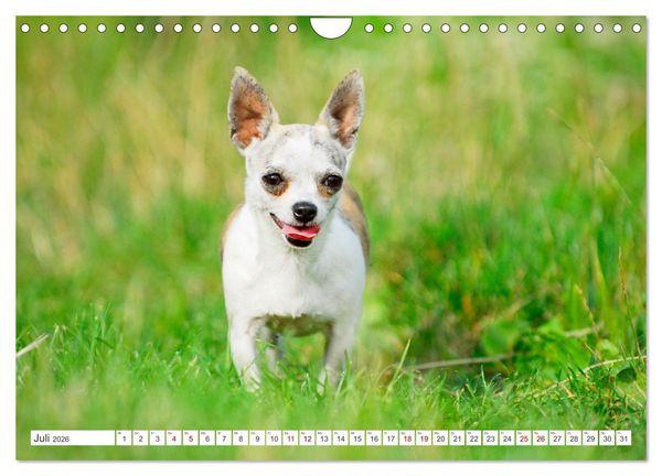 Produktbild: Enegieb&uuml;ndel Chihuahua - Temperament auf vier Pfoten (Wandkalender 2026 DIN A4 quer), CALVENDO Monatskalender