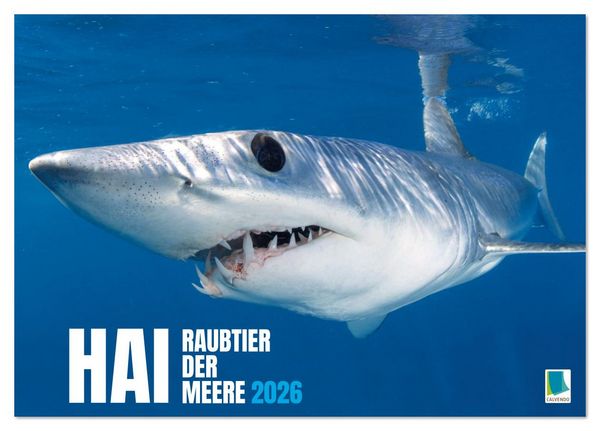 Hai: Raubtier der Meere (Tischkalender 2026 DIN A5 quer), CALVENDO Monatskalender