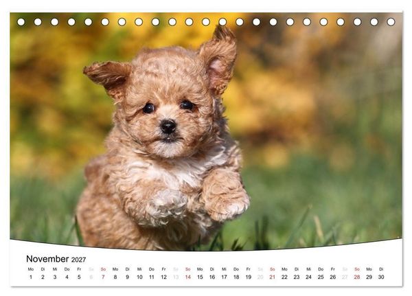 Produktbild: Welpen - Puppies (Tischkalender 2027 DIN A5 quer), CALVENDO Monatskalender