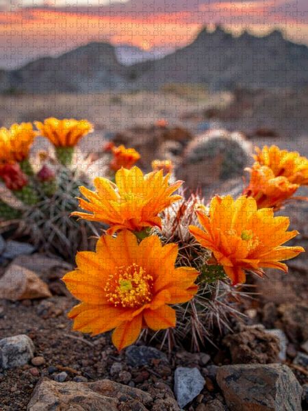 Produktbild: CALVENDO Puzzle Bl&uuml;tenfarbe der Sonne - orangefarbene Kakteen | 1000 Teile Lege-Gr&ouml;&szlig;e 64x48cm Foto-Puzzle f&uuml;r gl&uuml;ckliche Stunden