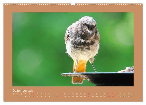 Produktbild: Vogelportr&auml;ts - Heimische V&ouml;gel auf meinem Balkon (hochwertiger Premium Wandkalender 2026 DIN A2 quer), Kunstdruck in Hochglanz