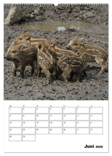 Produktbild: Der wildschweinische Terminplaner (Wandkalender 2026 DIN A2 hoch), CALVENDO Monatskalender