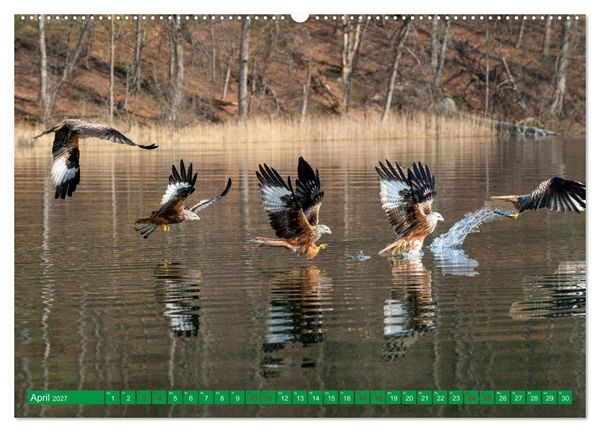 Produktbild: Greifv&ouml;gel - wild und sch&ouml;n (Wandkalender 2027 DIN A2 quer), CALVENDO Monatskalender