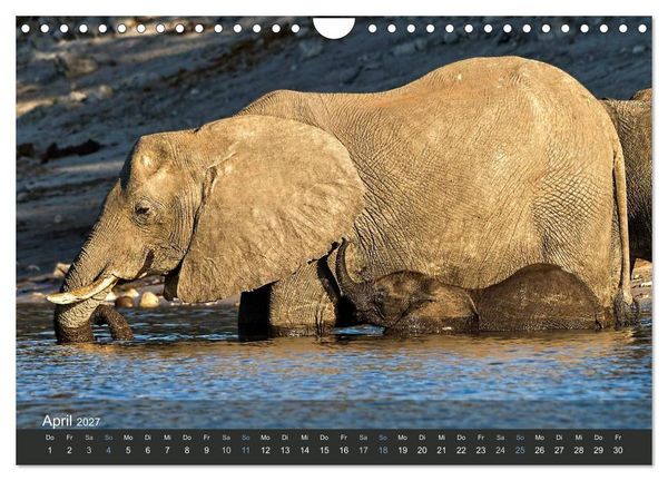 Produktbild: Elefanten (Wandkalender 2027 DIN A4 quer), CALVENDO Monatskalender