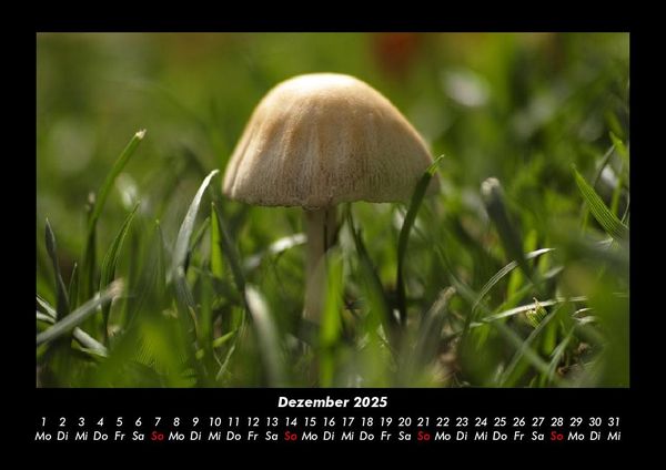 Produktbild: Pilzkalender 2025 Fotokalender DIN A3