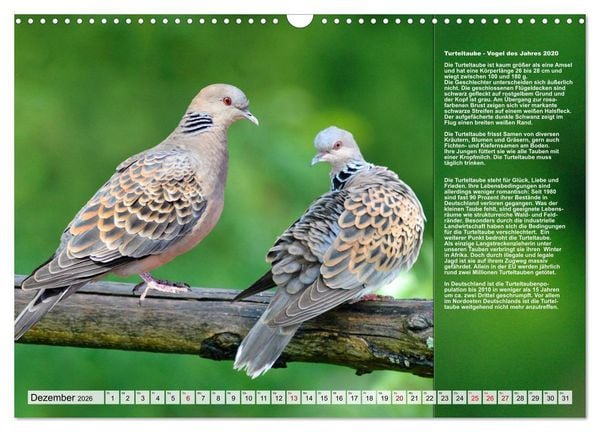 Produktbild: Heimische V&ouml;gel des Jahres (Wandkalender 2026 DIN A3 quer), CALVENDO Monatskalender