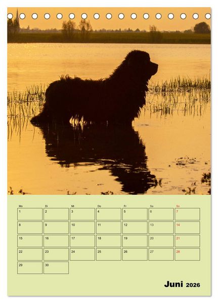 Produktbild: B&auml;rige Freunde - Familienplaner Brauner Neufundl&auml;nder (Tischkalender 2026 DIN A5 hoch), CALVENDO Monatskalender