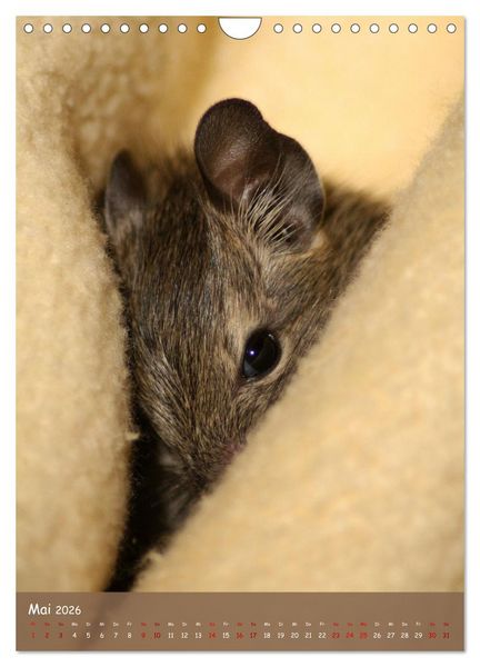 Produktbild: Degus - Winzlinge mit gro&szlig;em Herz (Wandkalender 2026 DIN A4 hoch), CALVENDO Monatskalender