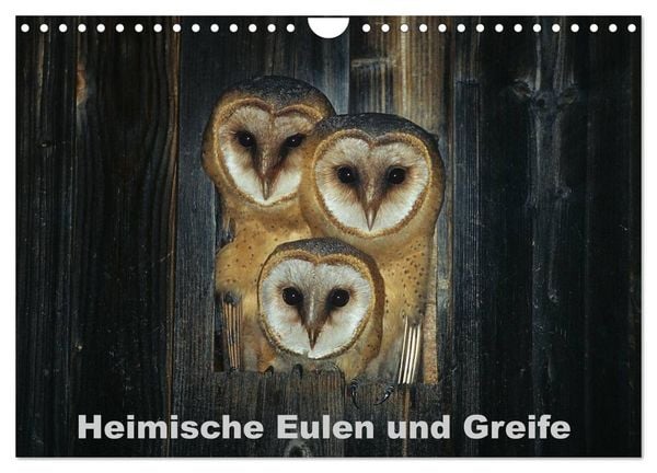 Produktbild: Heimische Eulen und Greife (Wandkalender 2026 DIN A4 quer), CALVENDO Monatskalender