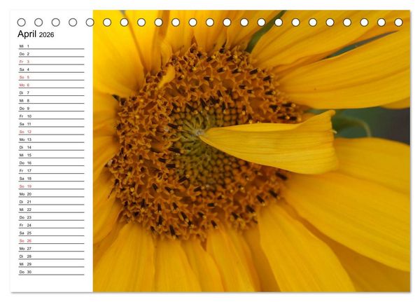 Produktbild: Sonnenblumen Impressionen (Tischkalender 2026 DIN A5 quer), CALVENDO Monatskalender