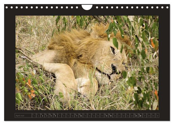 Produktbild: Kenia (Wandkalender 2026 DIN A4 quer), CALVENDO Monatskalender