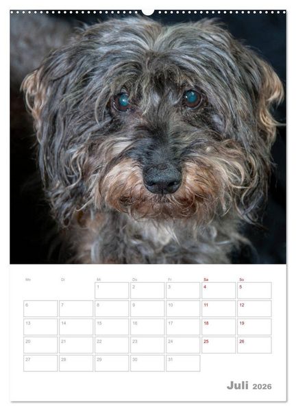 Produktbild: Dackelportraits (hochwertiger Premium Wandkalender 2026 DIN A2 hoch), Kunstdruck in Hochglanz