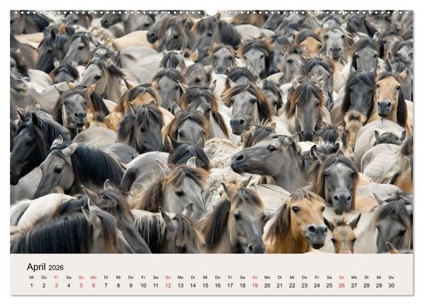 Produktbild: D&uuml;lmener Wildpferde (Wandkalender 2026 DIN A2 quer), CALVENDO Monatskalender