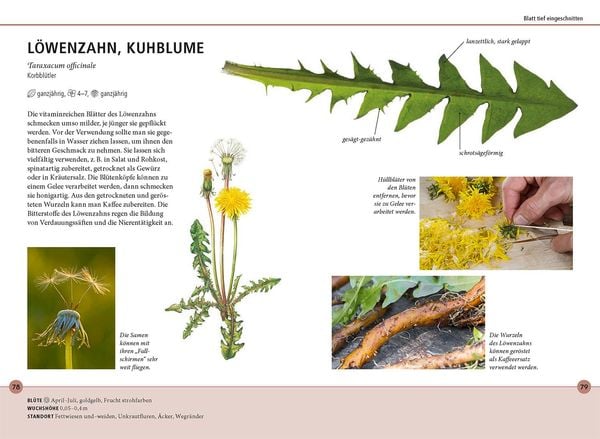Produktbild: Wildkr&auml;uter am Blatt erkennen
