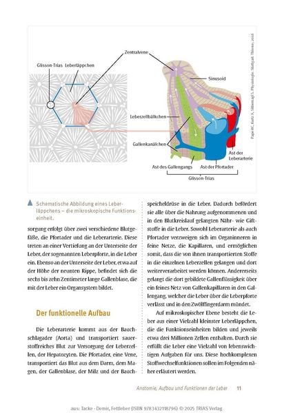 Expertenwissen: Fettleber