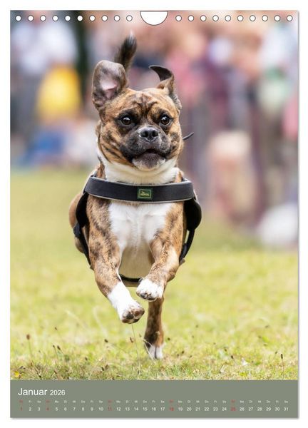 Produktbild: Mops-Rennen (Wandkalender 2026 DIN A4 hoch), CALVENDO Monatskalender