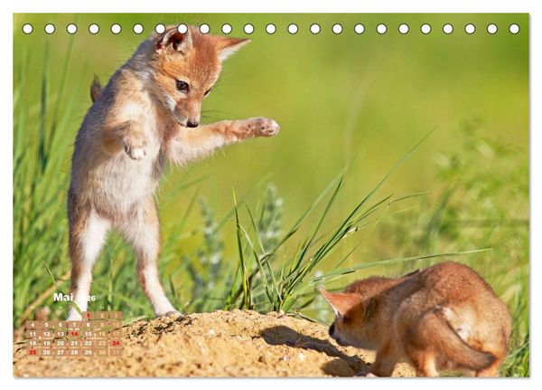 Produktbild: Der Fuchs: Kluger J&auml;ger (Tischkalender 2026 DIN A5 quer), CALVENDO Monatskalender