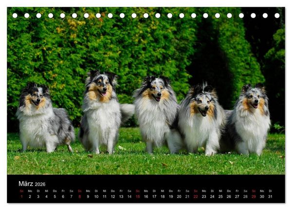 Produktbild: Sheltie 2026 (Tischkalender 2026 DIN A5 quer), CALVENDO Monatskalender