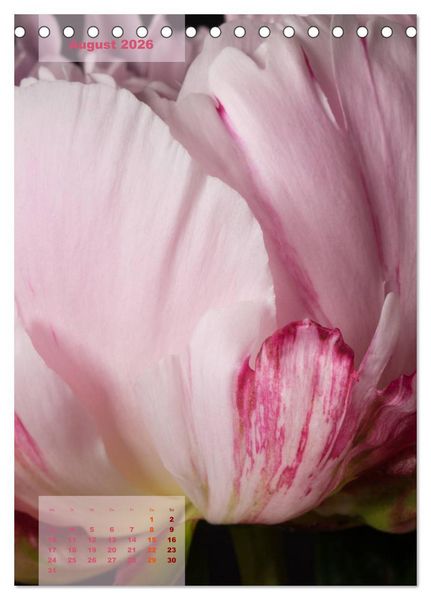 Produktbild: Die K&ouml;nigin der Rosen (Tischkalender 2026 DIN A5 hoch), CALVENDO Monatskalender