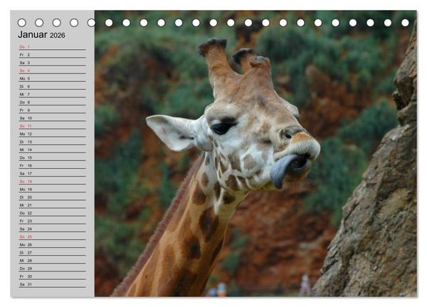 Produktbild: Giraffen. Dem Himmel so nah (Tischkalender 2026 DIN A5 quer), CALVENDO Monatskalender
