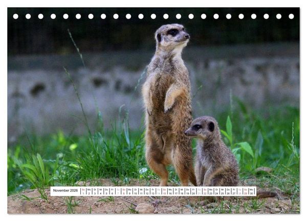 Produktbild: Erdm&auml;nnchen - Die Kobolde im Tierreich (Tischkalender 2026 DIN A5 quer), CALVENDO Monatskalender