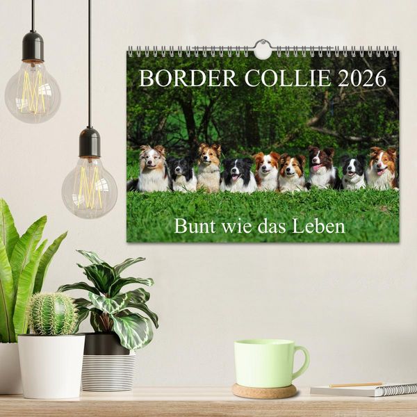 Produktbild: Border Collie 2026 (Wandkalender 2026 DIN A4 quer), CALVENDO Monatskalender
