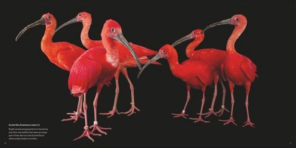Produktbild: Vogelreich
