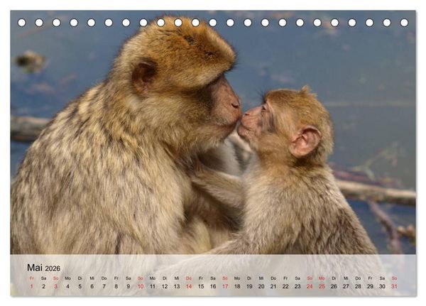 Produktbild: Faszination Affen. Kobolde zum Verlieben (Tischkalender 2026 DIN A5 quer), CALVENDO Monatskalender