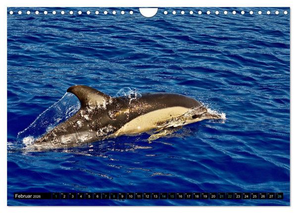 Produktbild: Big Five aus dem Ozean Hai, Delphin, Wal, Robbe, Pinguin (Wandkalender 2026 DIN A4 quer), CALVENDO Monatskalender