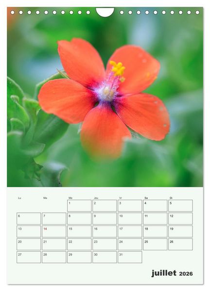 Produktbild: Les fleurs, &eacute;ternelles &eacute;phem&egrave;res (Calendrier mural 2026 DIN A4 horizontal), CALVENDO calendrier mensuel