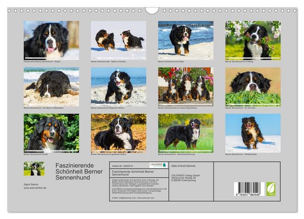 Produktbild: Faszinierende Sch&ouml;nheit Berner Sennenhund (Wandkalender 2026 DIN A3 quer), CALVENDO Monatskalender