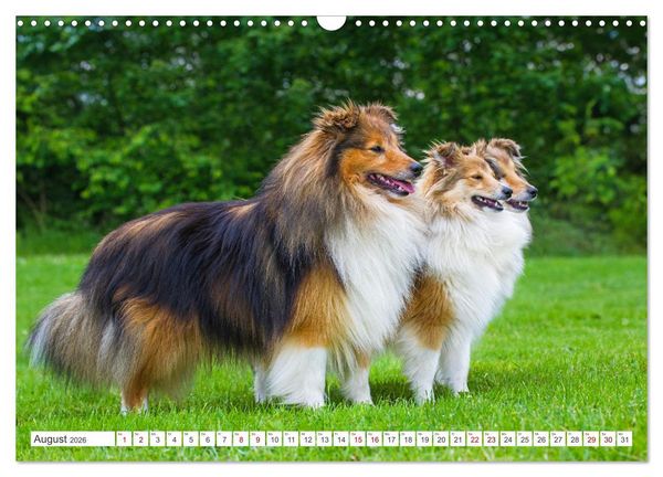 Produktbild: Sheltie - Ein St&uuml;ck vom Gl&uuml;ck (Wandkalender 2026 DIN A3 quer), CALVENDO Monatskalender