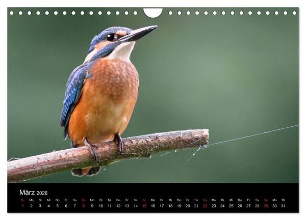 Produktbild: IM LAND DER EISV&Ouml;GEL (Wandkalender 2026 DIN A4 quer), CALVENDO Monatskalender