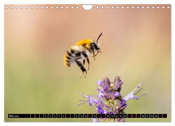 Produktbild: Hummeln - Flugaufnahmen eines faszinierenden Insekts (Wandkalender 2026 DIN A4 quer), CALVENDO Monatskalender