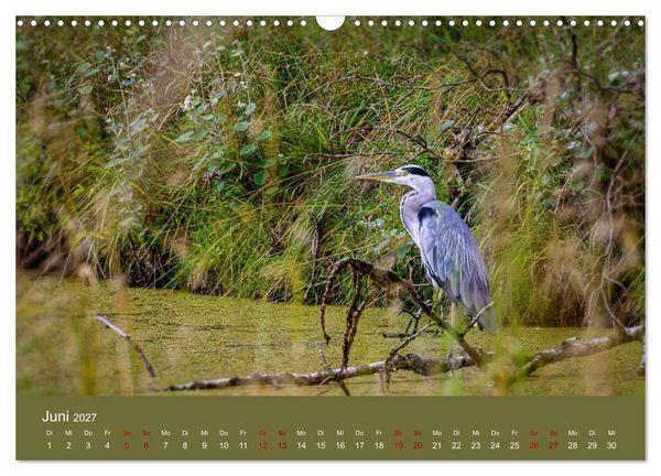 Produktbild: Reiher in der Elbmarsch (Wandkalender 2027 DIN A3 quer), CALVENDO Monatskalender