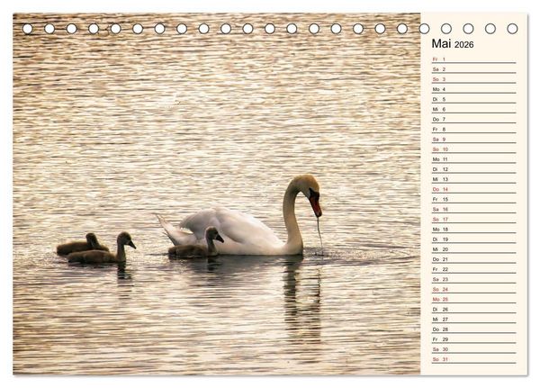 Produktbild: Schwanenzauber (Tischkalender 2026 DIN A5 quer), CALVENDO Monatskalender