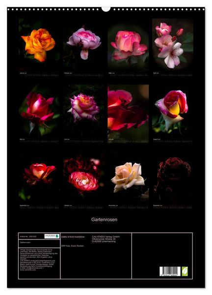 Produktbild: Gartenrosen (Wandkalender 2026 DIN A2 hoch), CALVENDO Monatskalender