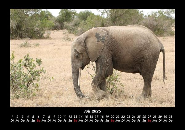 Produktbild: Elefanten 2025 Fotokalender DIN A3