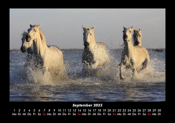 Produktbild: Die Welt der Pferde 2025 Fotokalender DIN A3