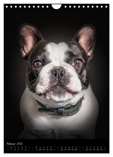 Produktbild: Hunde-Augen-Blicke (Wandkalender 2026 DIN A4 hoch), CALVENDO Monatskalender