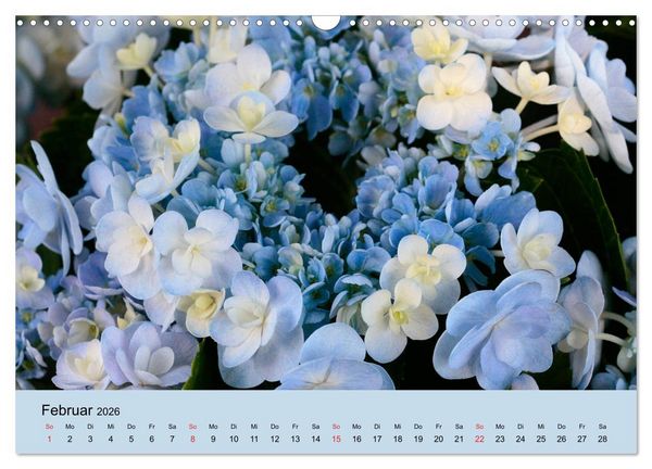 Produktbild: Hortensien Bl&uuml;hen und Vergehen (Wandkalender 2026 DIN A3 quer), CALVENDO Monatskalender