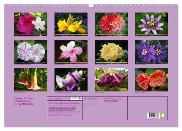 Produktbild: Flower Power - Zauberhafte K&uuml;belpflanzen (Wandkalender 2026 DIN A2 quer), CALVENDO Monatskalender