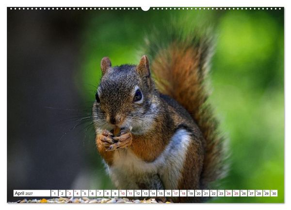 Produktbild: Eichh&ouml;rnchen - Kleine Tiere mit gro&szlig;em Charakter (Wandkalender 2027 DIN A2 quer), CALVENDO Monatskalender