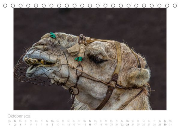 Produktbild: Asche unter den F&uuml;&szlig;en - Lanzarote (Tischkalender 2022 DIN A5 quer)