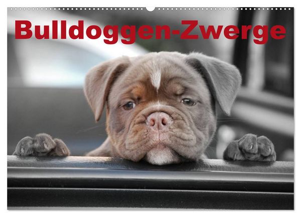 Produktbild: Bulldoggen-Zwerge (Wandkalender 2026 DIN A2 quer), CALVENDO Monatskalender