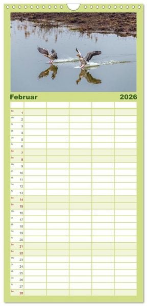 Produktbild: Familienplaner 2026 - Graug&auml;nse in heimischer Umgebung mit 5 Spalten (Wandkalender, 21 x 45 cm) CALVENDO