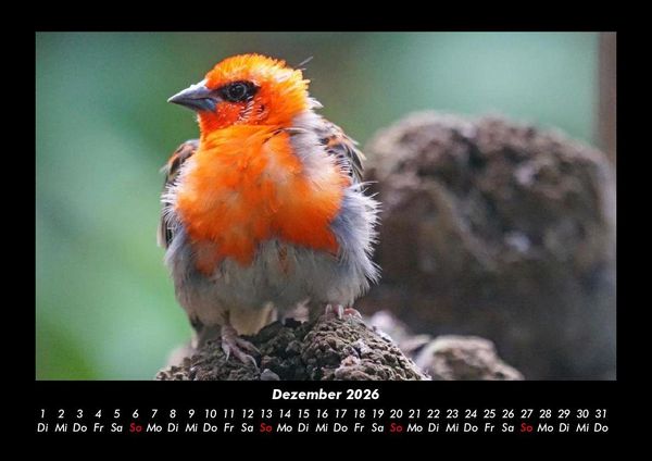 Produktbild: Vogelparadies 2026 Fotokalender DIN A3
