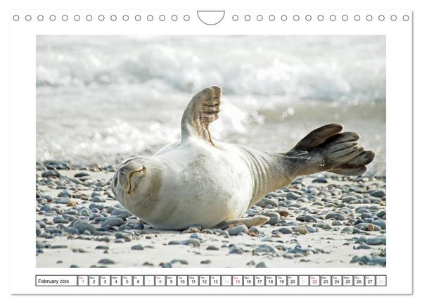 Produktbild: Seals on the Beach (Wall Calendar 2026 DIN A4 landscape), CALVENDO 12 Month Wall Calendar