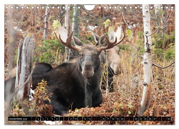 Produktbild: LE G&Eacute;ANT DES FOR&Ecirc;TS CANADIENNES (Calendrier mural 2026 DIN A4 vertical), CALVENDO calendrier mensuel