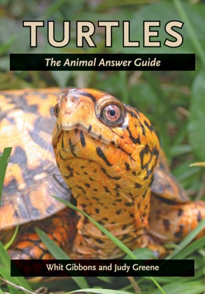 Produktbild: Turtles